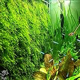 Decorative Luffy Aquatic Moss Wall/Floor Mesh Kit - Create a Lush Living Plant Moss Wall or Moss Carpet for your Fish Tank (Plant Not Included): Includes 2 Mesh pieces, 10 Cable Ties &amp; 5 Suction Cups (Misc.)