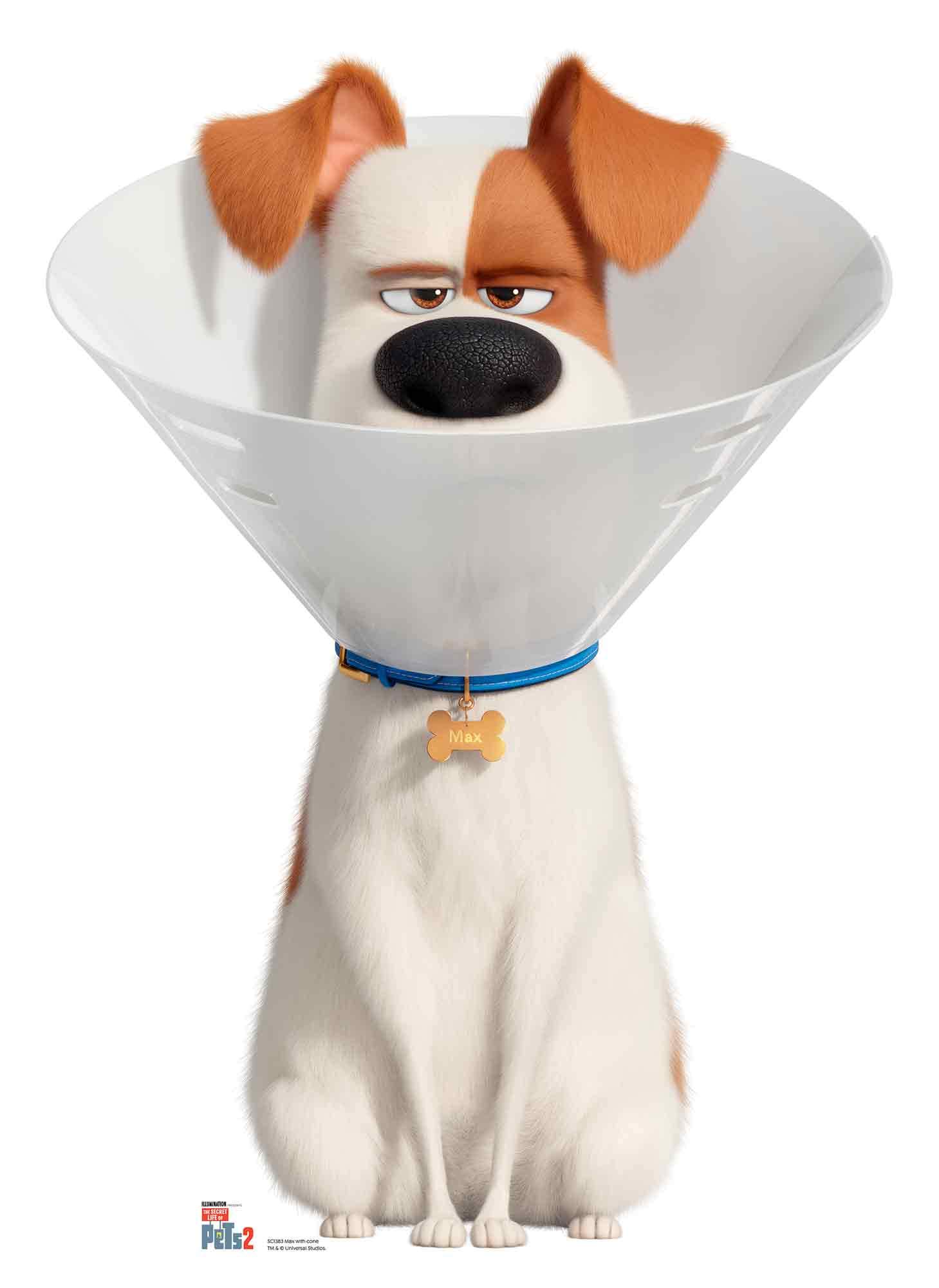 SC1383 Max the Dog wearing a Cone Collar Lifesize Cardboard Cutout/Standee/Standup Height 92cm Width 67cm Perfect for fans, collectors and events