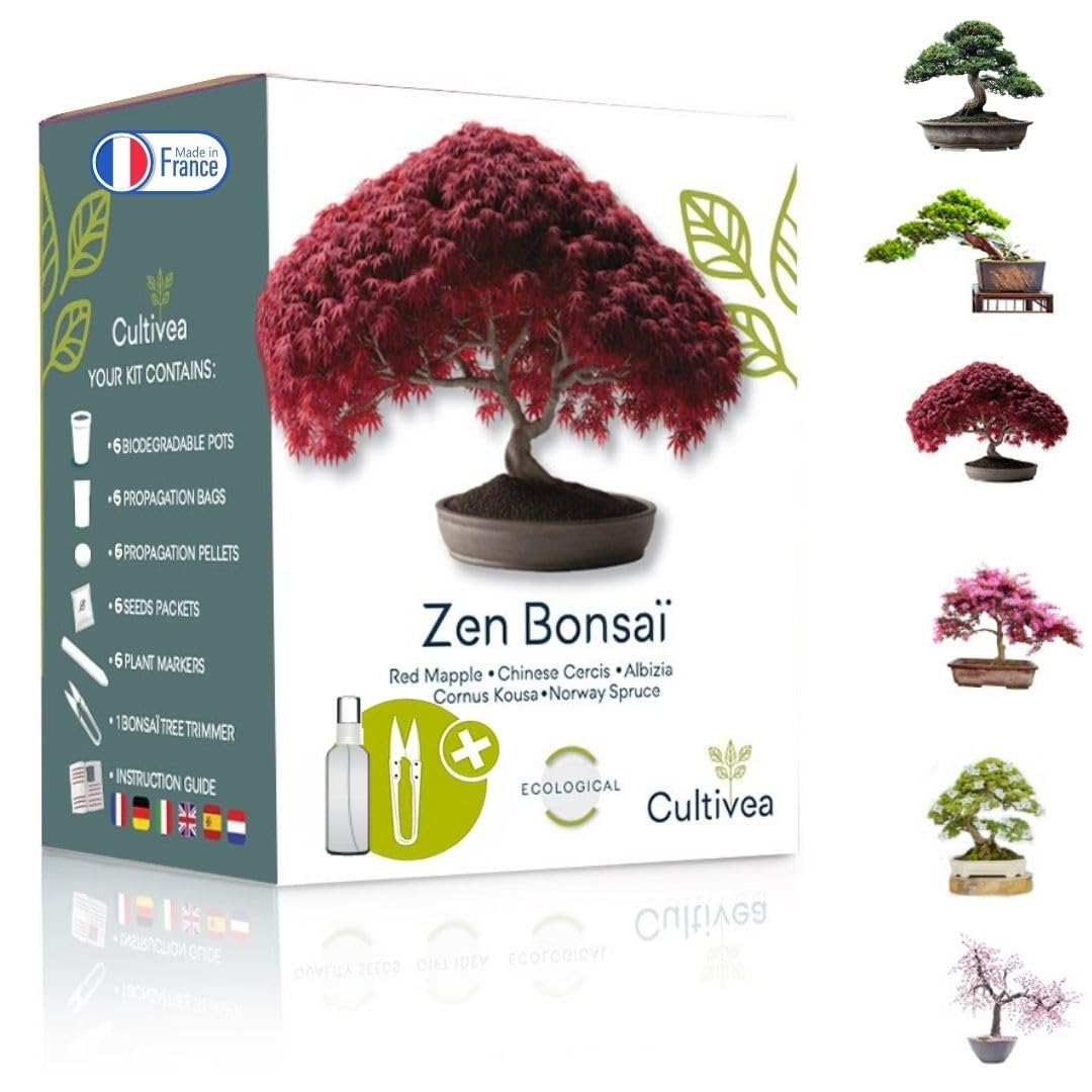 Cultivea Mini - Bonsai Ready-to-Grow Kit - French Seeds 100% Ecological - Garden and Decorate - Gift Idea (Red Mapple, Chinese Cercis, Juniperus, Liquidambar, Norway Spruce) (Bonsai)
