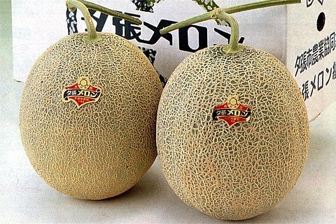 cucumis melo yubari king
