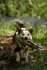 Petface Luxury Multi Squeak Pheasant Dog Toy view 4