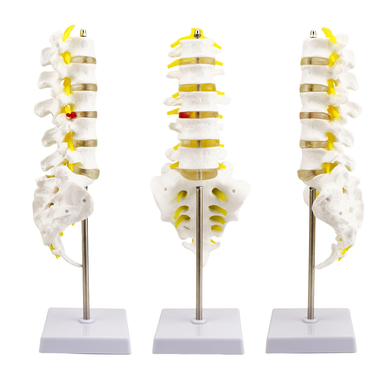 Photo 1 of Life-Size Human Spine Model for Anatomy Education, Teaching, and Study - QREBYQ Scientific Lumbar Spine Model with 5 Vertebrae
