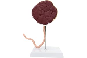 Axis Scientific Placenta Model with Removable Umbilical Cord Anatomical Model