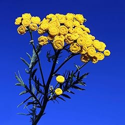 Aromatics International Blue Tansy Essential Oil 15ml
