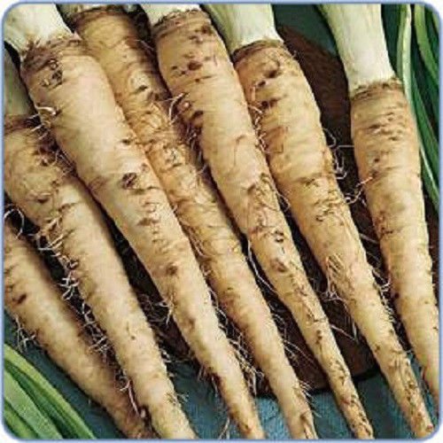 50 Mammoth Sandwich Island Salsify Vegetable Oyster Flower Seeds