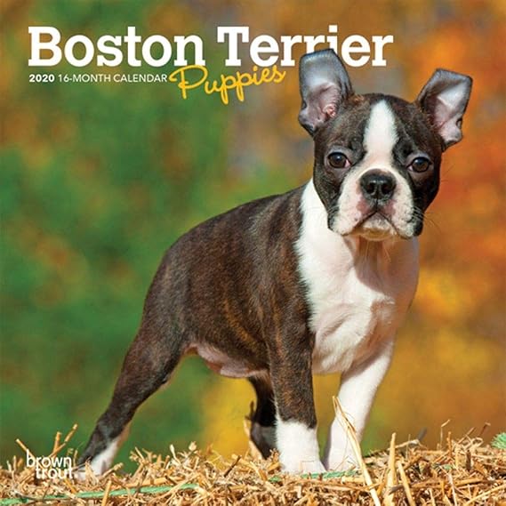 Amazon.com: Calendars Boston Terrier Puppies Mini Wall Calendar with