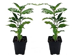 Arabica Coffee Bean Plant - 2 Pack 3" Pots