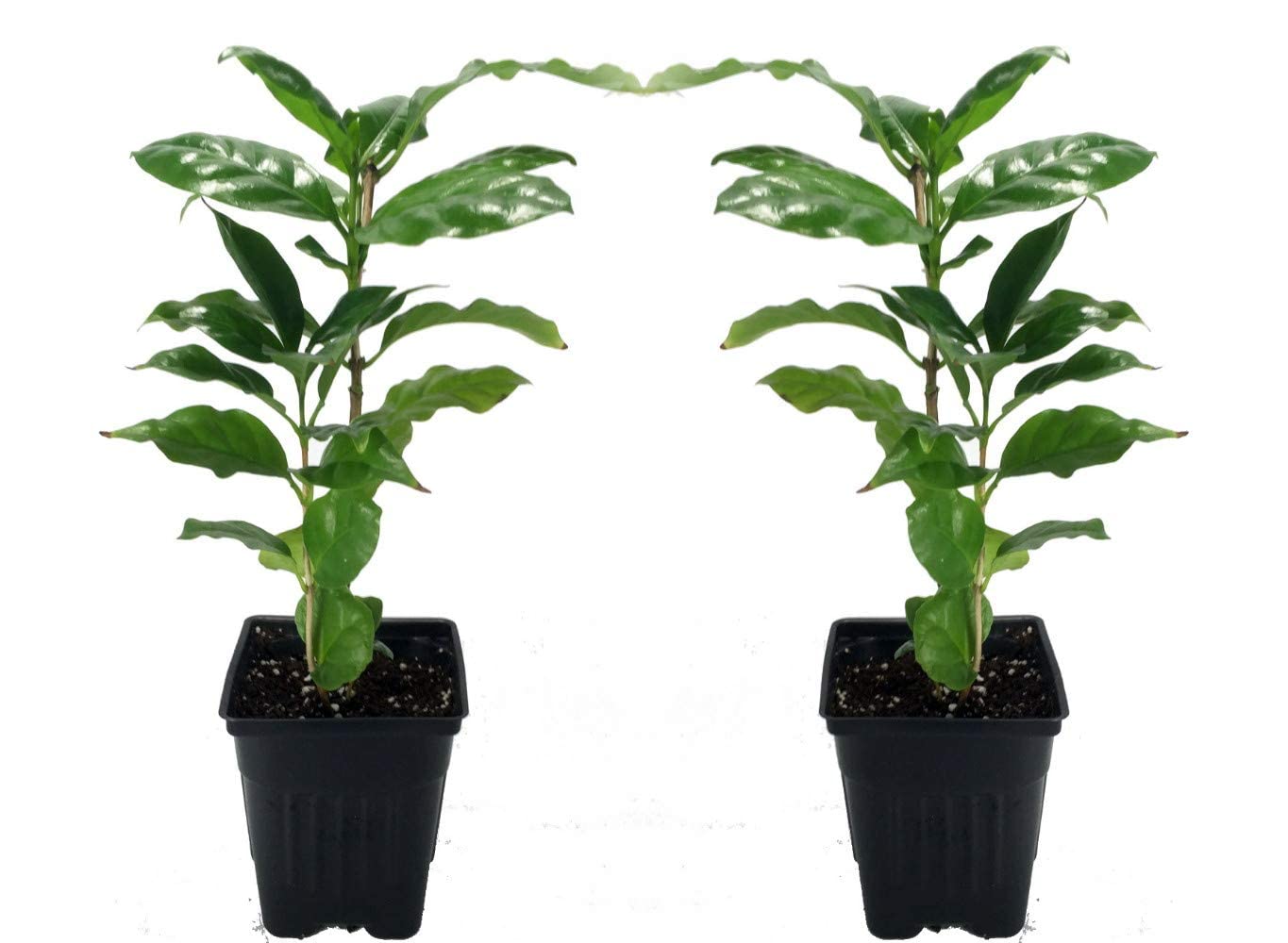 Arabica Coffee Bean Plant - 2 Pack 3" Pots
