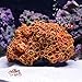 Danmu 1Pc of Polyresin Coral Ornaments, Aquarium Coral Decor for Fish Tank Aquarium Decoration 5.11″ x 3.93″ x 2.75″thumb 2