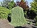 *RARE *SHOWY*DWARF WEEPING LARCH TREE * Larix decidua 'Pendula' *15 SEEDS* #1233