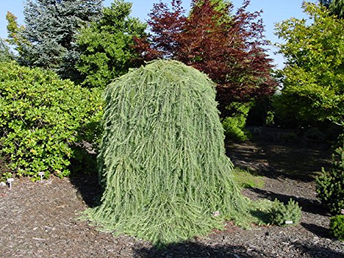 *RARE *SHOWY*DWARF WEEPING LARCH TREE * Larix decidua 'Pendula' *15 SEEDS* #1233 *RARE *SHOWY*DWARF WEEPING LARCH TREE * Larix decidua 'Pendula' *15 SEEDS* #1233