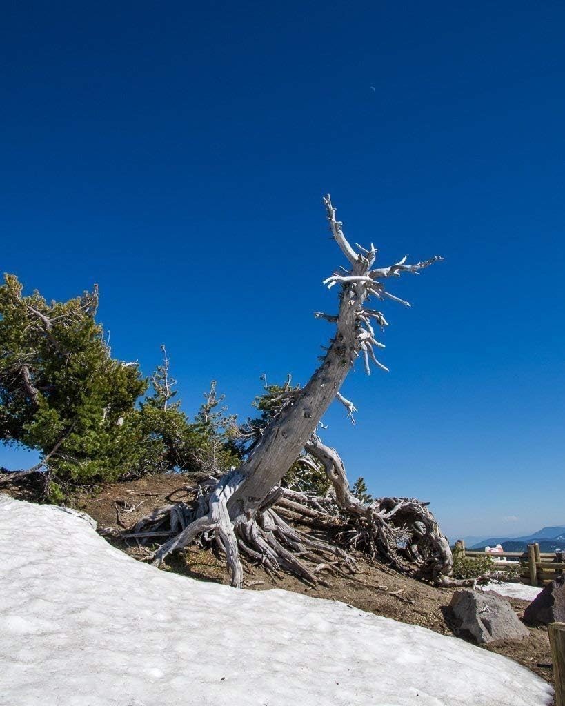 Crater Lake pine. Fine Art Nature Photography Print for Home Decor Wall Art