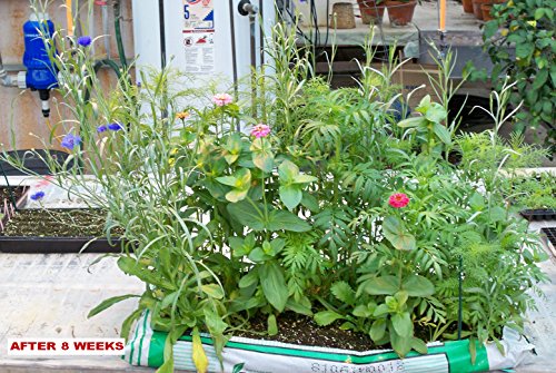 Gift Wrap That Grows and Blooms Colorful Wild Flowers - Seeded to create Colorful Garden - Thumbnail 4