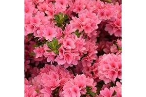 HILROQG Coral Reblooming Azalea Rhododendron Plant Live in 4 Inch Pot, Azalea Rhododendron Bush Shrub, Bloom in Spring, Late Summer, Fall Rebloom