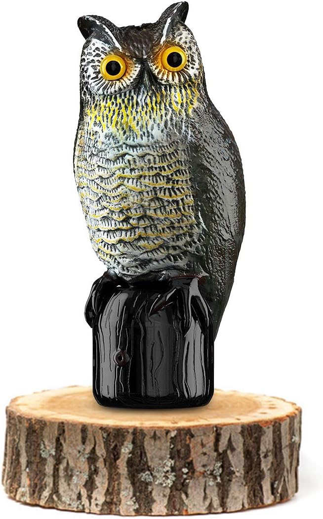 Owls Scare Birds Away