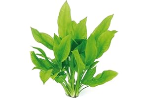 CANTON AQUATICS Live Aquarium Amazon Sword Echinodorus Bleheri Plant - Natural Cleaning Filter for Water - Long Lasting & Easy to Maintain Aquatic Plants - Suitable for Winter & Summer - Small