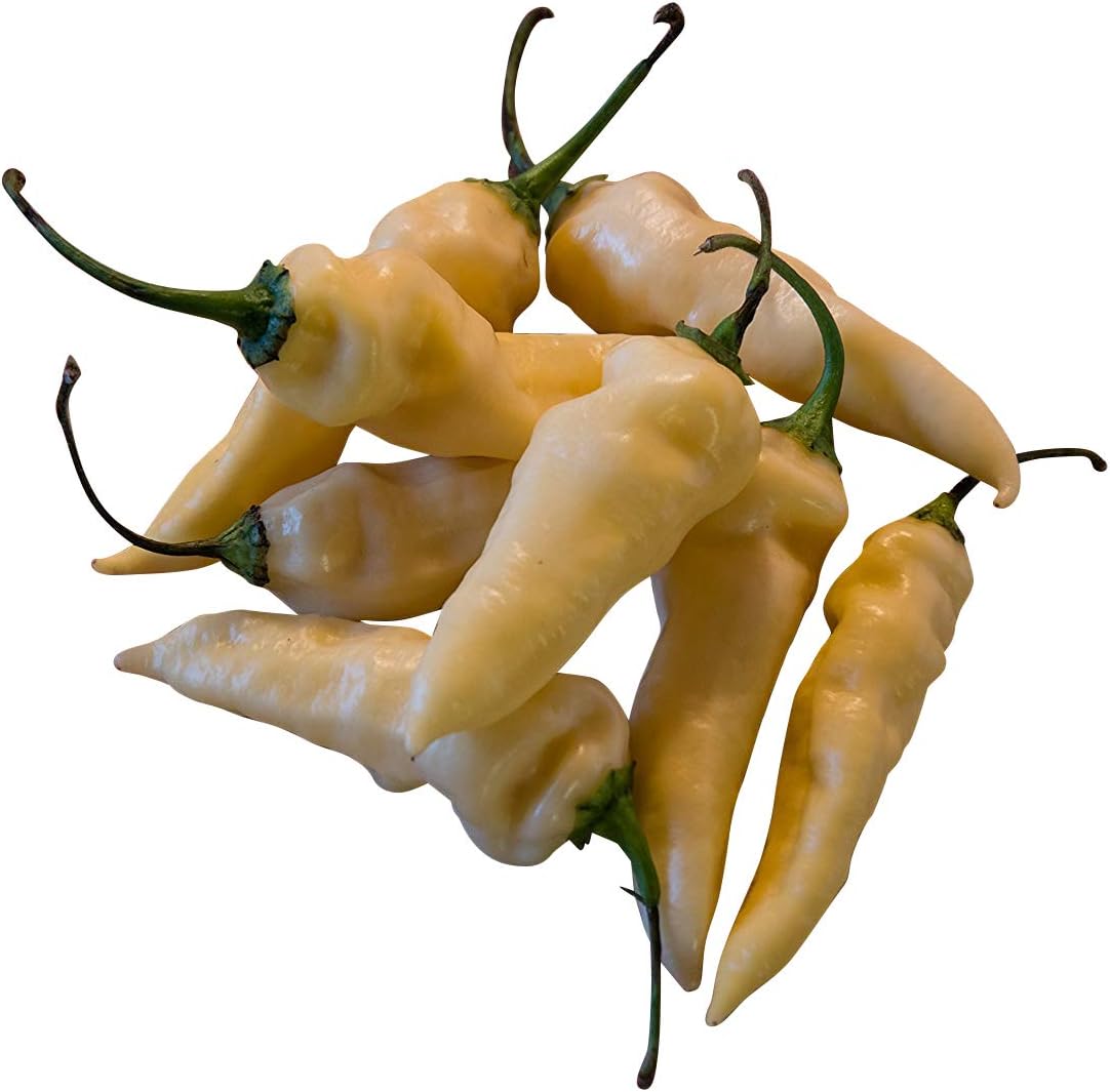 1000 Chili Pepper Seeds ☆ Bhut Jolokia White ☆