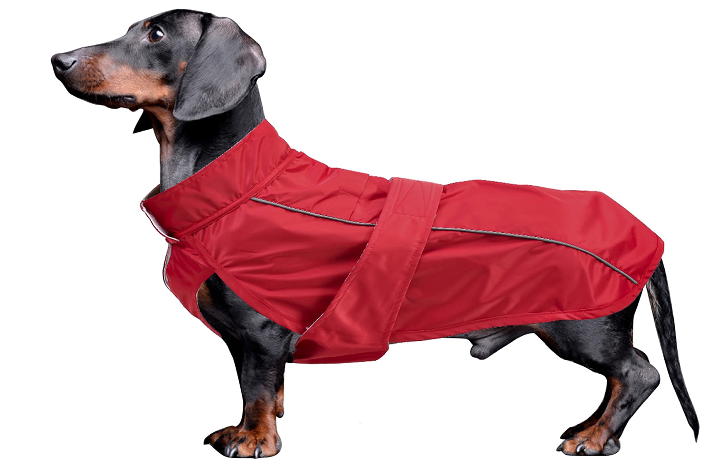 Dachshund waterproof coat perfect for dachshund sausage corgi winter jacket fleece dachshund clothing hook loop closure underbelly protection - Red - L