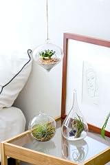 Mkouo 3 Pack Glass Hanging Planter Terrarium Vase for Succulents & Air Plants view 3