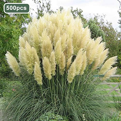 fanmaosdf Pampas Grass Seeds,500Pcs Pampas Grass Ornamental Plant Seeds Garden Yard Growing DIY Home Decor White Pampas Grass Seeds