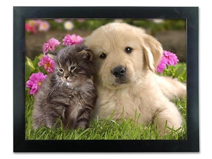 Image result for puppy kitten