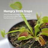 Grow Buddha Grow Your Own Venus Flytrap Kit – Carnivorous Plant Starter view 6
