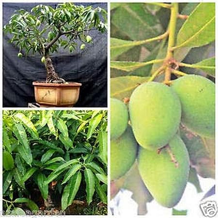Creative Farmer Creative Farmer All Season Mango Fruit Live Plant (1 Healthy Plant) E (|PLANT-4-MANGO124APO)