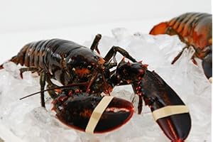 FOR THE GOURMET Live New England Lobster, 1.25 lb avg, 10 lb Case - Fresh Gourmet Lobsters for Chefs and Culinary Enthusiasts