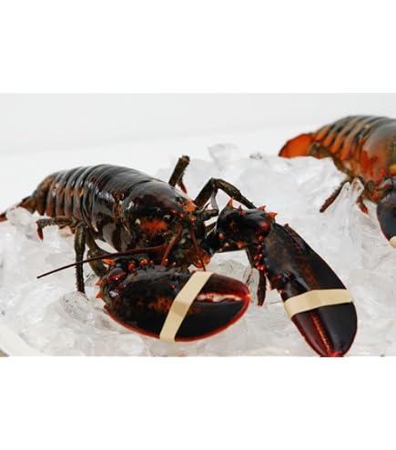 【新品】25-26 eb's LOBSTER GORE-TEX size L Amazon.com: New England Live Lobsters, 1.25 lb Each, Approx 20