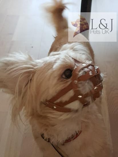 Muselière En Cuir Pour Chien Shih Tzu Et Autres Chiens à Museau Court Et à Tête Plate
