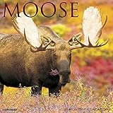 2016 Moose Wall Calendar