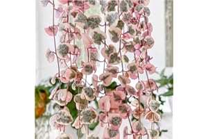 HILROQG Ceropegia Woodii Variegated String of Hearts Plant Live, Succulent Trailing Vine, Indoor Houseplant Live in Pot