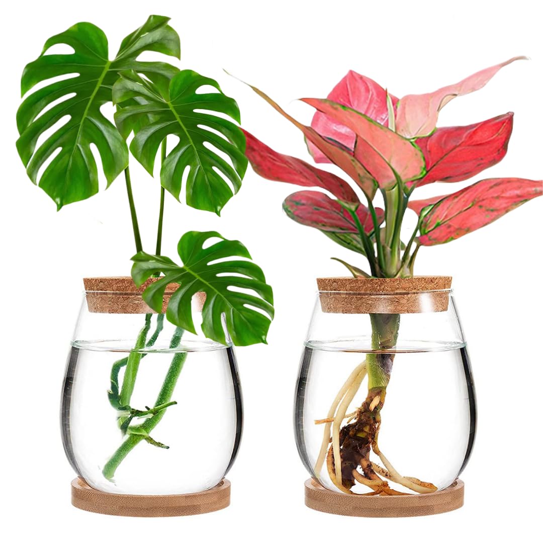 MEETOZ Hydroponic Plant Glass Container, 2 Plant Growing Station, with Wooden Tray, Desktop Glass Planter for Hydroponics Plants Coffee Shop Room Decor ﻿