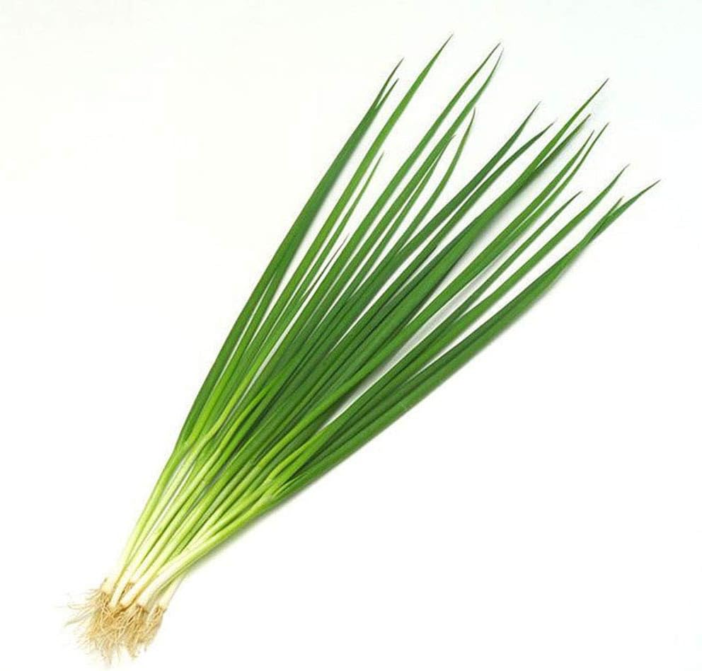 Chinese Chives Seeds,KimcHisxXv 2000Pcs Organic Chinese Chives Seeds