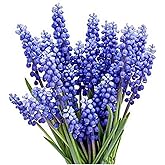 Grape Hyacinth Bulbs - 15 Muscari Armeniacum Bulbs for Planting - Grows 6-8" Tall - Flower Bulbs for Spring Planting - Indoor Forcing