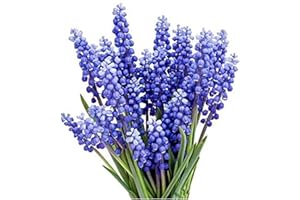 MARDE ROSS & COMPANY Grape Hyacinth Bulbs - 15 Muscari Armeniacum Bulbs for Planting - Grows 6-8" Tall - Flower Bulbs for Spring Planting - Indoor Forcing