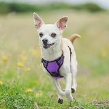 rabbitgoo Dog Harness Small No Pull Reflective Adjustable Vest Purple XS view 9