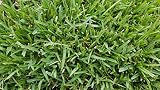 Gulf Kist 'Classic' St Augustine Grass Plugs - 36 Count