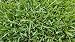 Gulf Kist 'Classic' St Augustine Grass Plugs - 36 Count primary