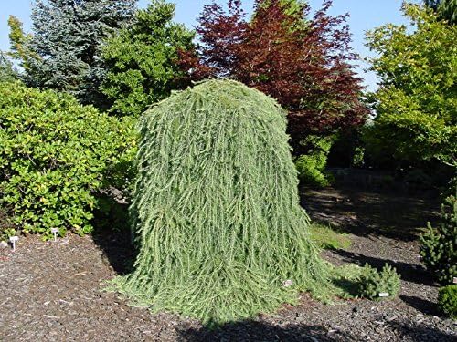 RARESHOWYDWARF WEEPING LARCH TREE Larix decidua 'Pendula'15 SEEDS #1233 by ROBsRAREandGIANTseeds