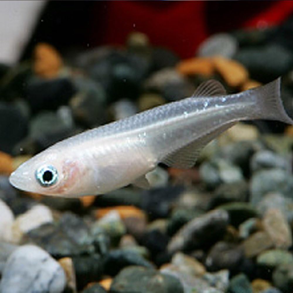 Amazon 生体 シロメダカ10匹 めだか シロメダカ 白メダカ Emuwai Emuwai 観賞魚 水中生物 通販