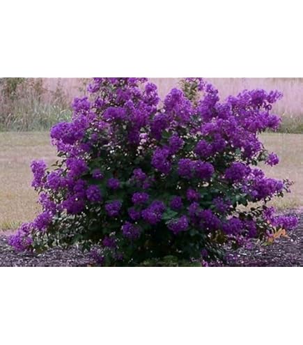 Amazon.com : Large Caddo Crape Myrtle, 2-4ft Tall When