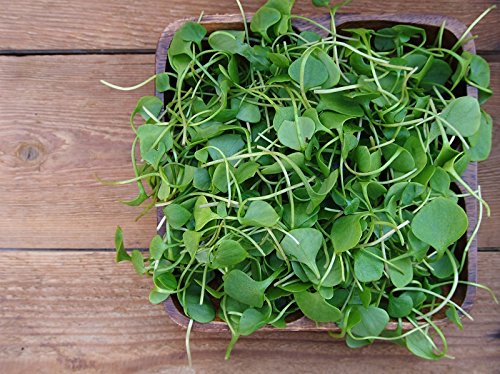 Watercress - seeds