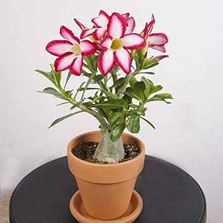 Creative Farmer Flower Live Plant Bonsai Rare Adenium Desert Rose Garden Ornamental (Desert Rose) Exotic (1 Live Bonsai Plant)