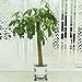 Jesauge Metal Plant Flower Pot Stand Trolley Caddy on Wheels Indoor Outdoor Home Garden Tools (Black)