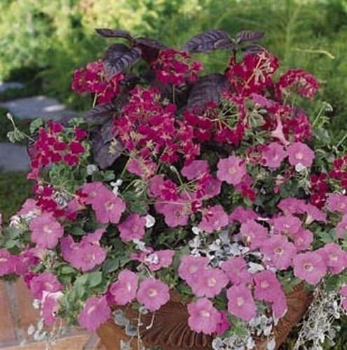 Geranium Seeds, Fuschia Ivy Summer Geranium 50 Seeds, Large Blooms Copyrighted Idahoseeds