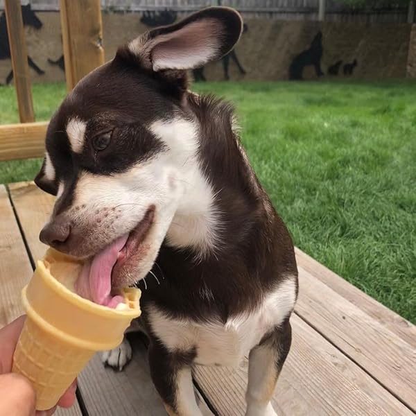 HOGGIN DOGS ICE CREAM MIX – ADD WATER AND FREEZE, ALL NATURAL, NO SUGAR ADDED, MADE IN USA BY PUPPY CAKE 4 PACK PUMPKIN, BACON, PRIME RIB AND PEANUT FLAVORS, 2.32 OZ X 4