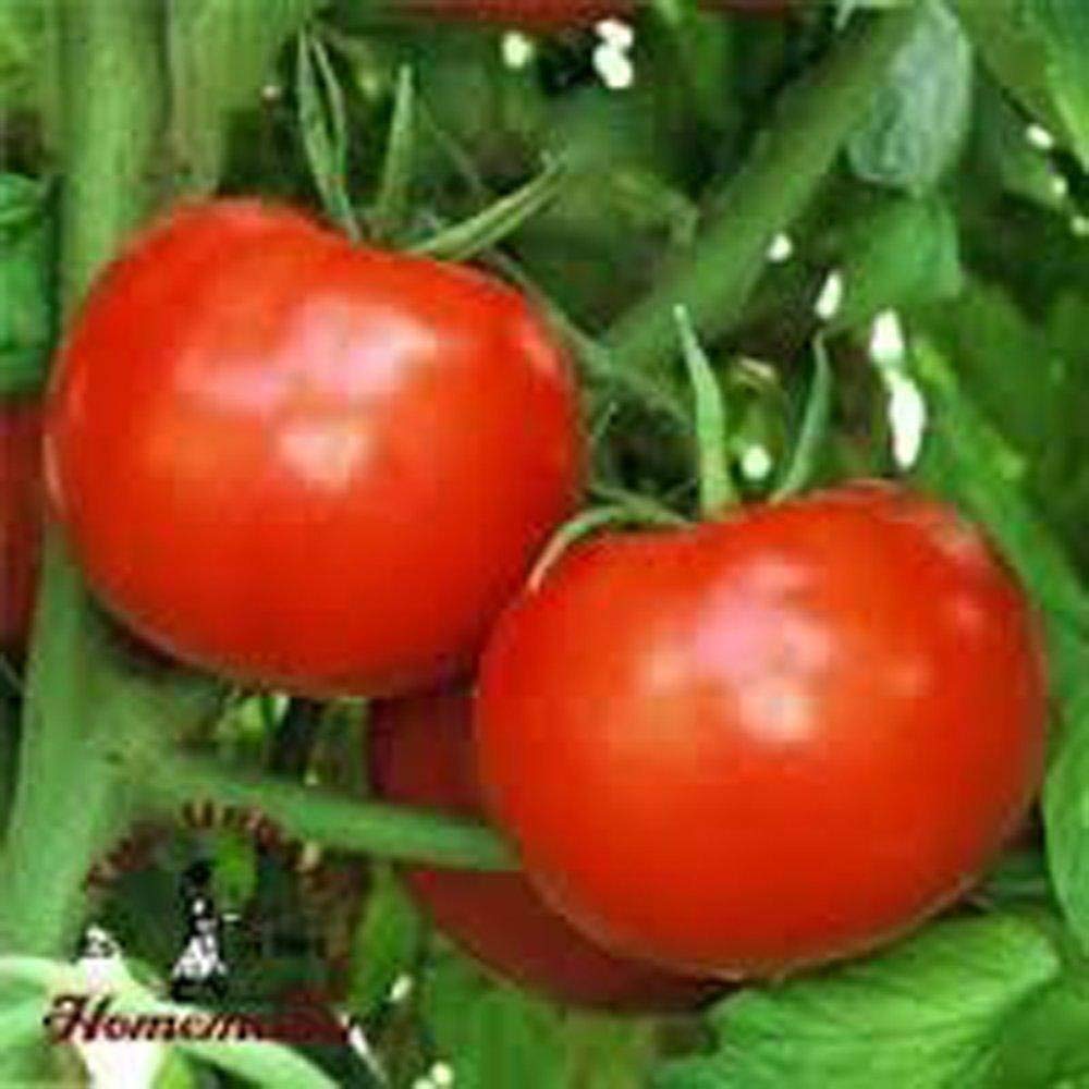 PlenTree Tomate, tomate Rutgers semillas, orgÃ¡nico, no MG ...