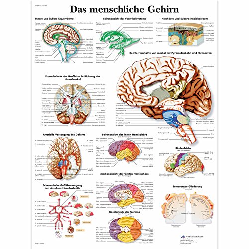3B Scientific – Laminated Human Nervous System Chart – UV & Dust-Protected Anatomy Poster for Study, Teaching & Clinics