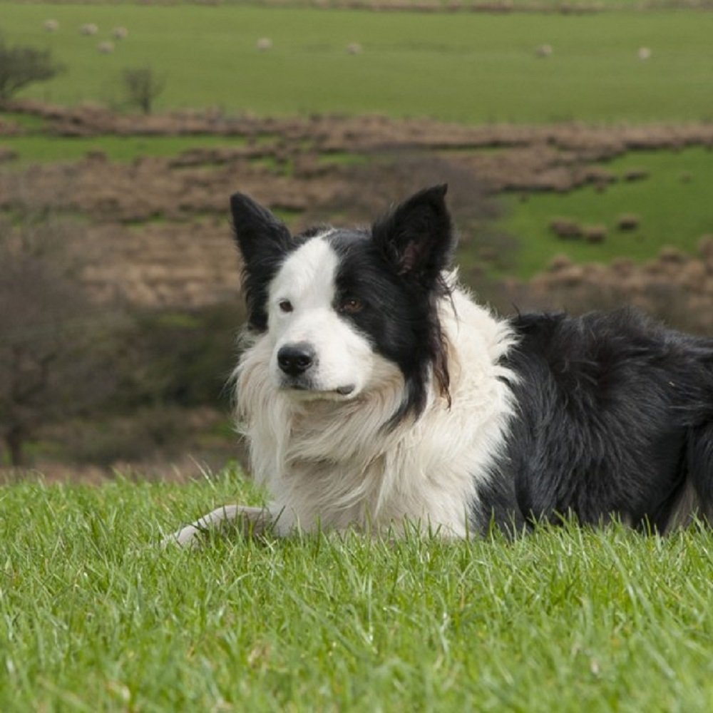 Really Wild Cards Sheepdog Photograph With Sound Effect Greeting Card